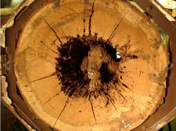 มัมมี่สุนัขล่าเหยื่อ