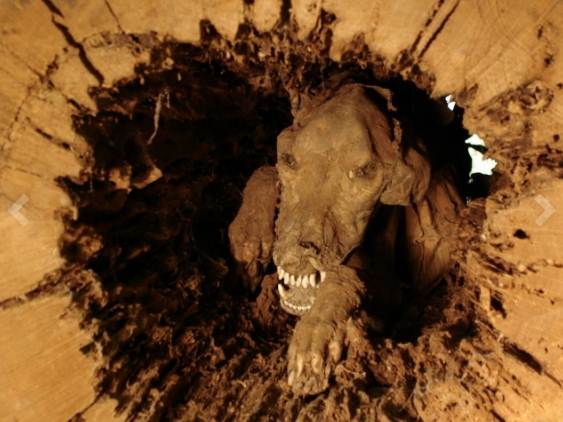 มัมมี่สุนัขล่าเหยื่อ