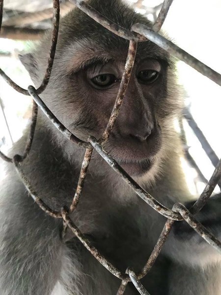 คนกับลิง