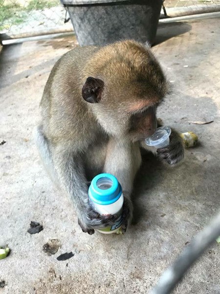 คนกับลิง