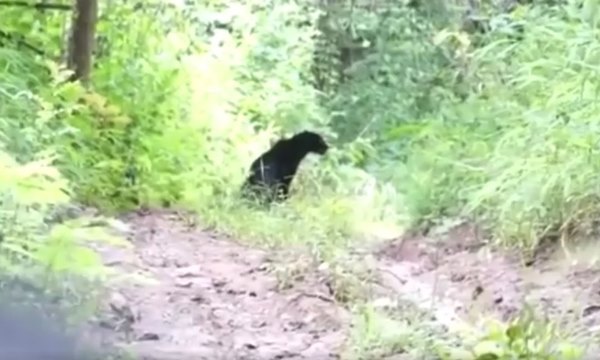 เสือดำ ทุ่งใหญ่นเรศวร 