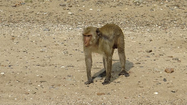 ลิงกัดคน