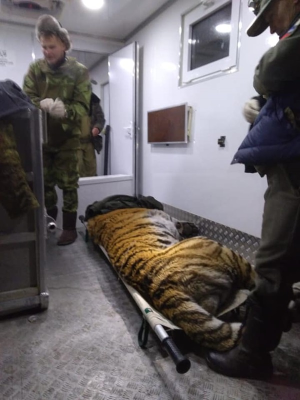 เสือโคร่งไซบีเรีย