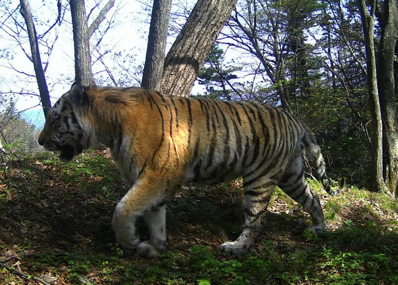 เสือโคร่งไซบีเรีย