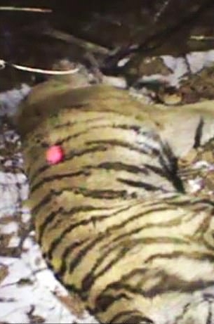 เสือโคร่งไซบีเรีย