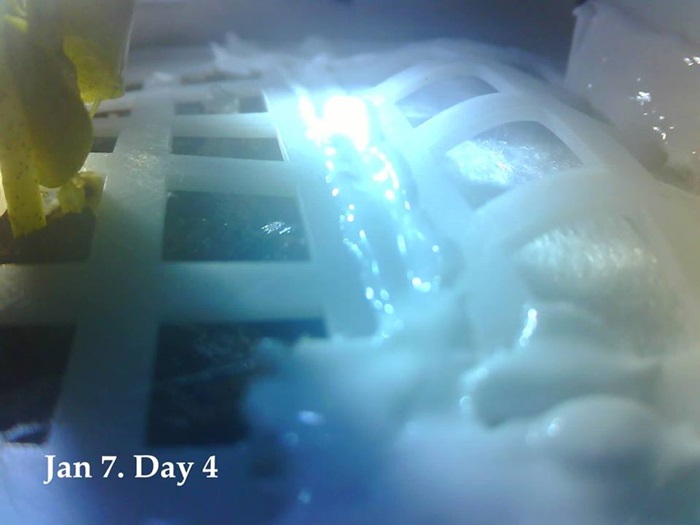 การปลูกฝ้ายบนดวงจันทร์