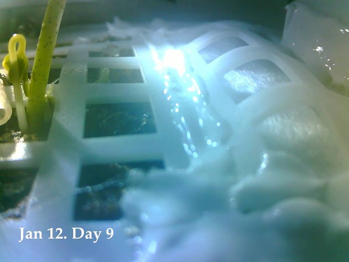 การปลูกฝ้ายบนดวงจันทร์