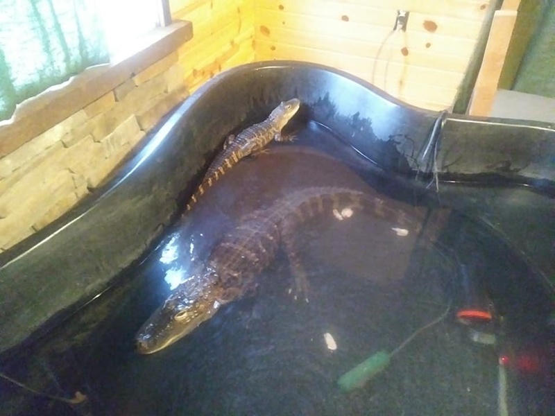 เลี้ยงจระเข้