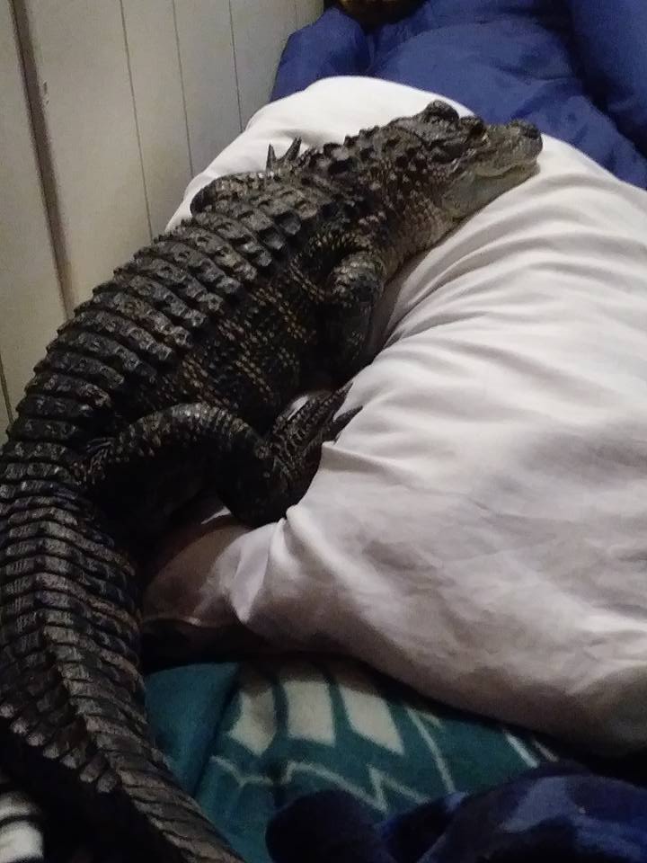 เลี้ยงจระเข้