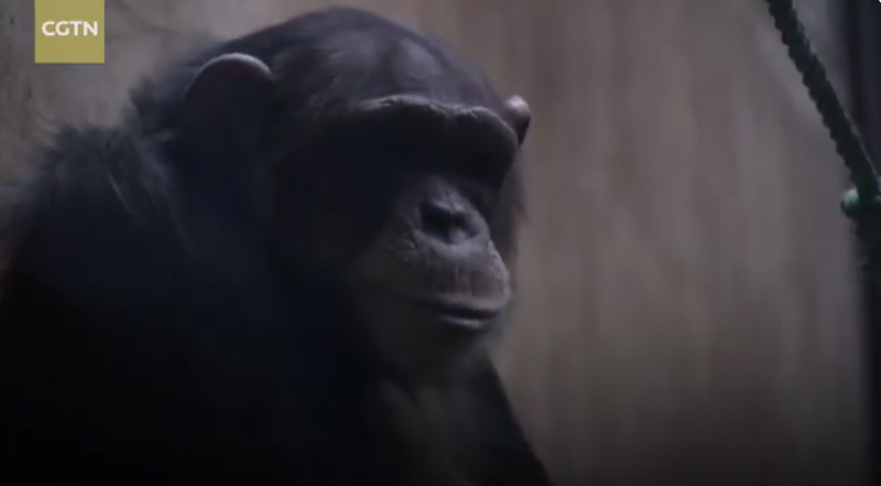 ชิมแปนซีแม่ศรีเรือน