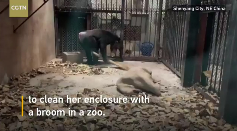 ชิมแปนซีแม่ศรีเรือน