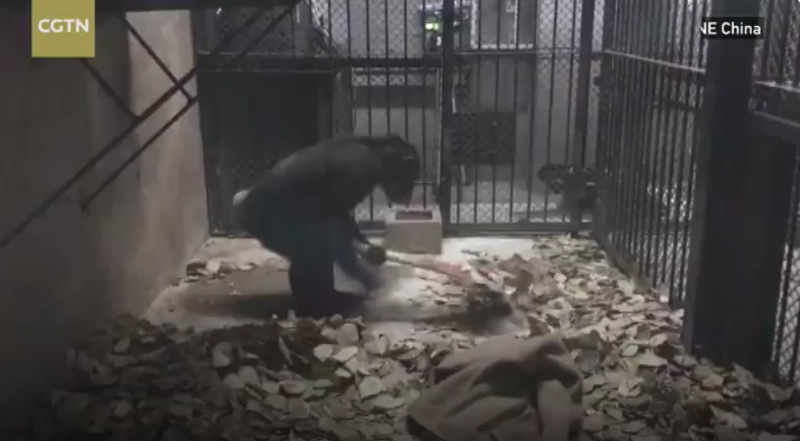 ชิมแปนซีแม่ศรีเรือน