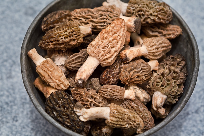 morchella mushroom