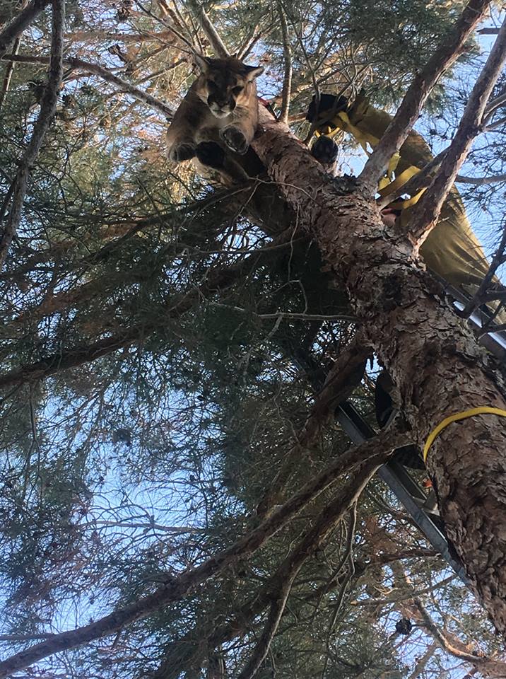 สิงโตภูเขา