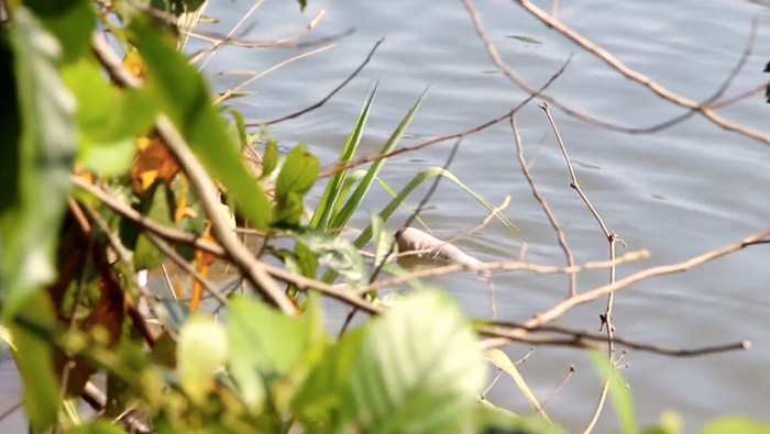 ศพลอยน้ำ ปัตตานี