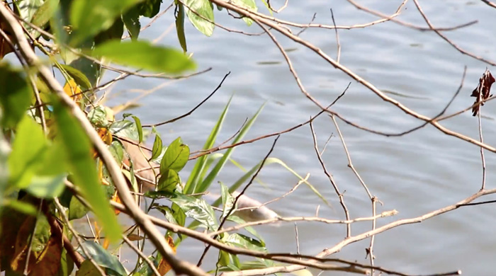 ศพลอยน้ำ ปัตตานี