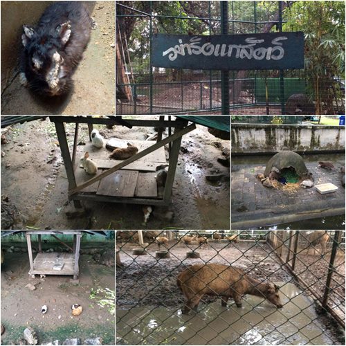 ชาวเน็ตตีแผ่ชีวิตสัตว์ สุดหดหู่ ถามสวนสัตว์..หรือสวนทรมานสัตว์  