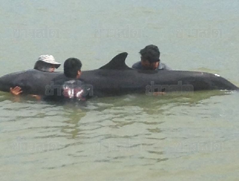 วาฬเพชฌฆาตดำเกยตื้น