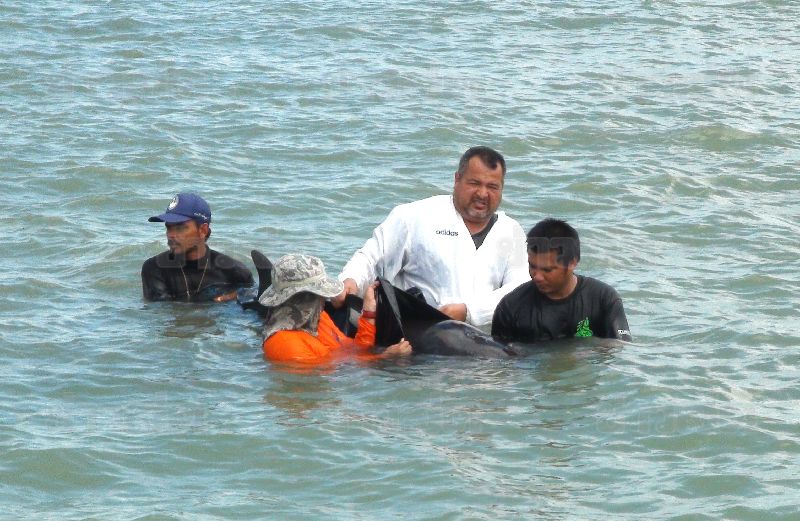 วาฬเพชฌฆาตดำเกยตื้น