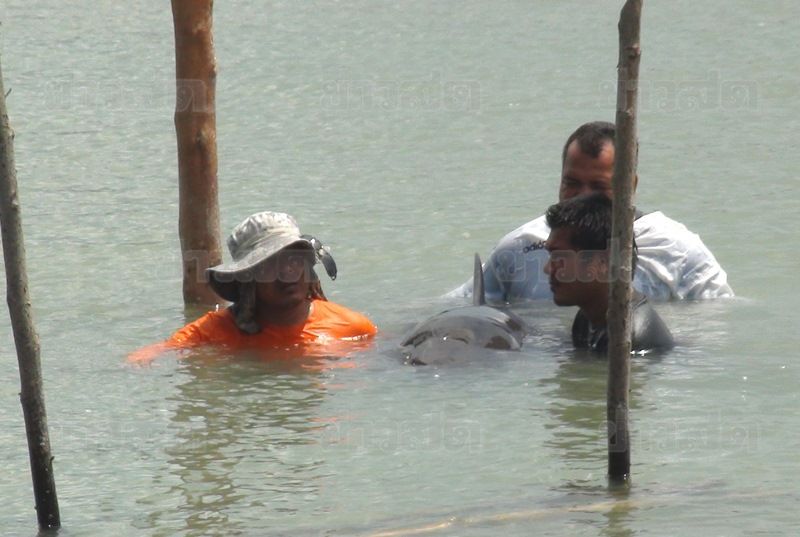 วาฬเพชฌฆาตดำเกยตื้น