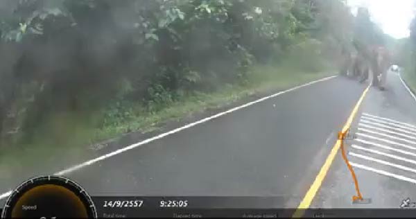 คลิปหนีช้างที่เขาใหญ่