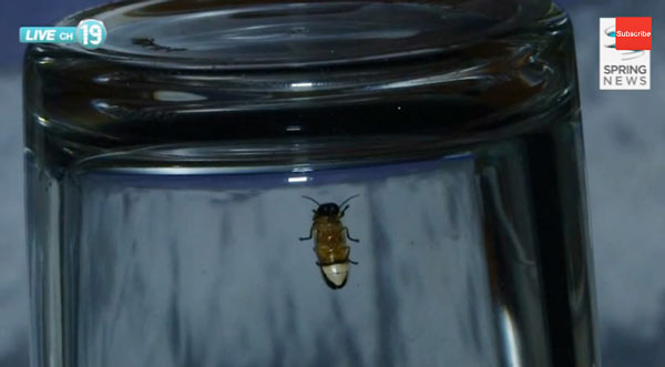 หิ่งห้อยนับแสนตัว วิบวับทั่วทุ่งนาพิจิตร