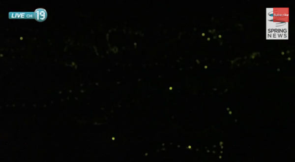 หิ่งห้อยนับแสนตัว วิบวับทั่วทุ่งนาพิจิตร