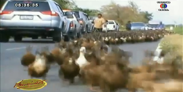 ม็อบเป็ด 5,000 ตัว