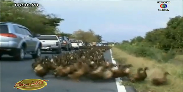 ม็อบเป็ด 5,000 ตัว