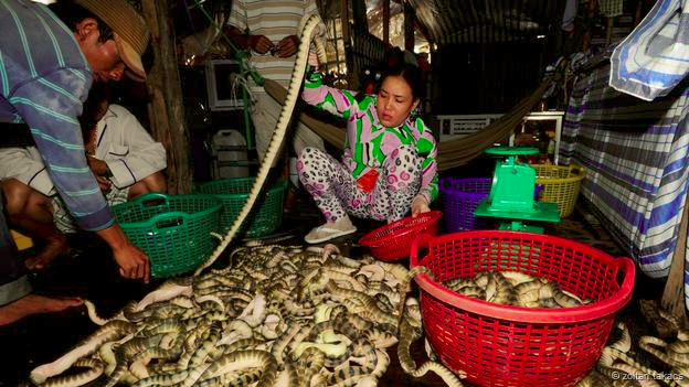 สารคดีจับงูทะเลในอ่าวไทย