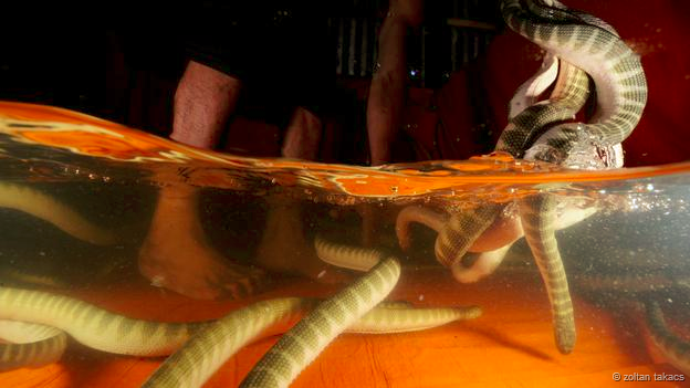 สารคดีจับงูทะเลในอ่าวไทย