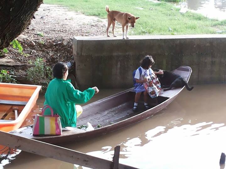 ภาพประทับใจ คุณยายพายเรือไปรับหลาน ให้น้องหมาอาศัยข้ามฝั่งด้วย