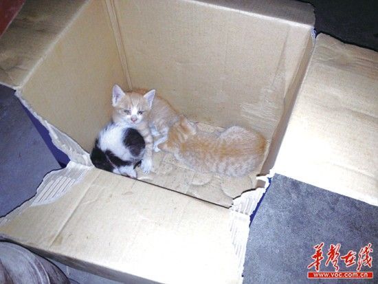 หนูกัดลูกแมวตาย