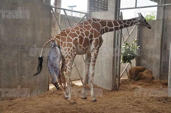 ภาพวินาทีแม่ยีราฟให้กำเนิดลูก