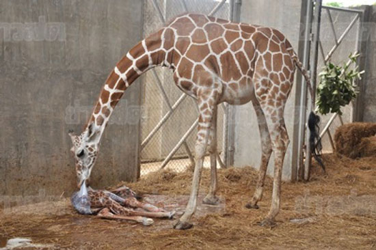 ภาพวินาทีแม่ยีราฟให้กำเนิดลูก