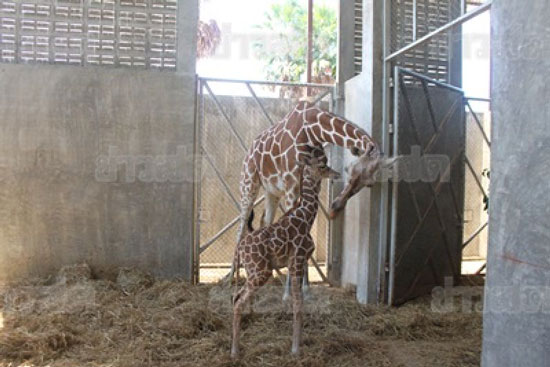 ภาพวินาทีแม่ยีราฟให้กำเนิดลูก