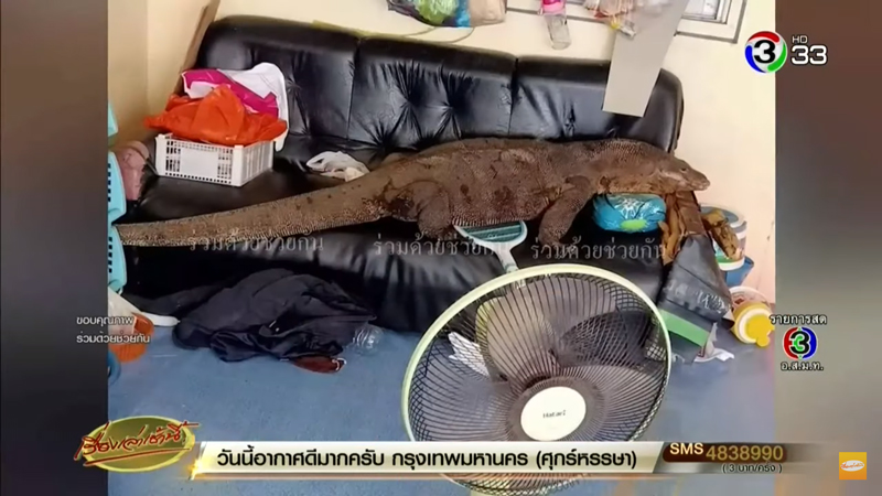 ตัวเงินตัวทองเข้าบ้าน