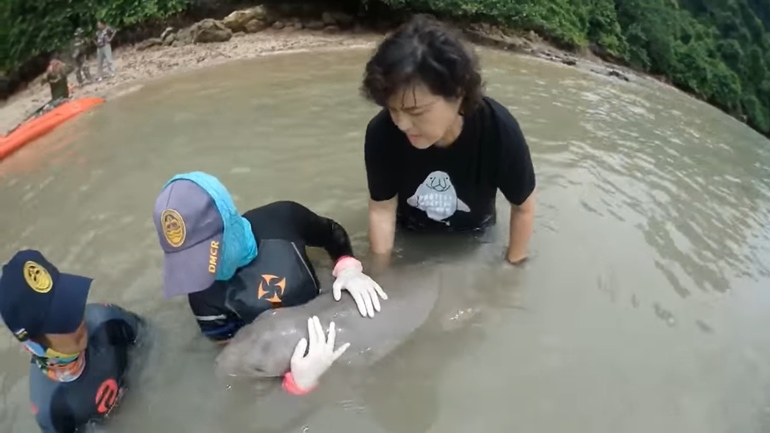 พะยูนมาเรียม