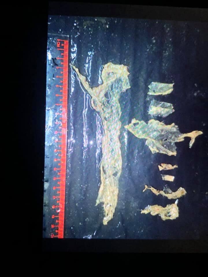 พะยูนมาเรียม