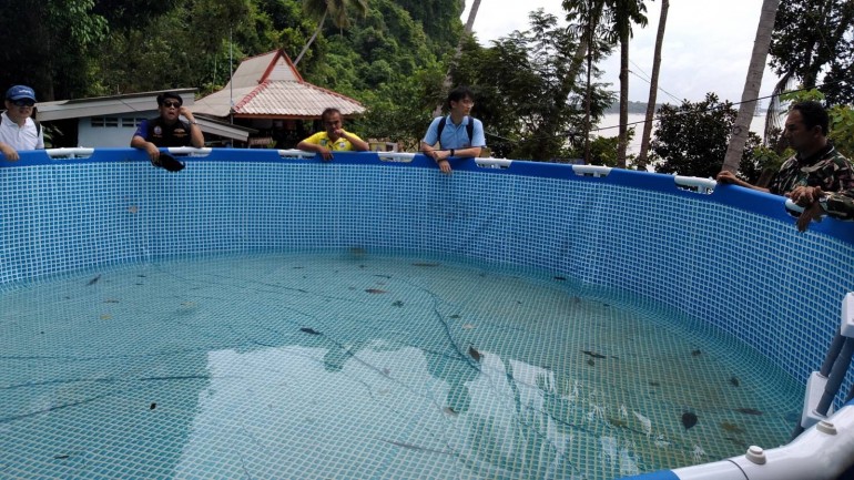 พะยูนมาเรียม