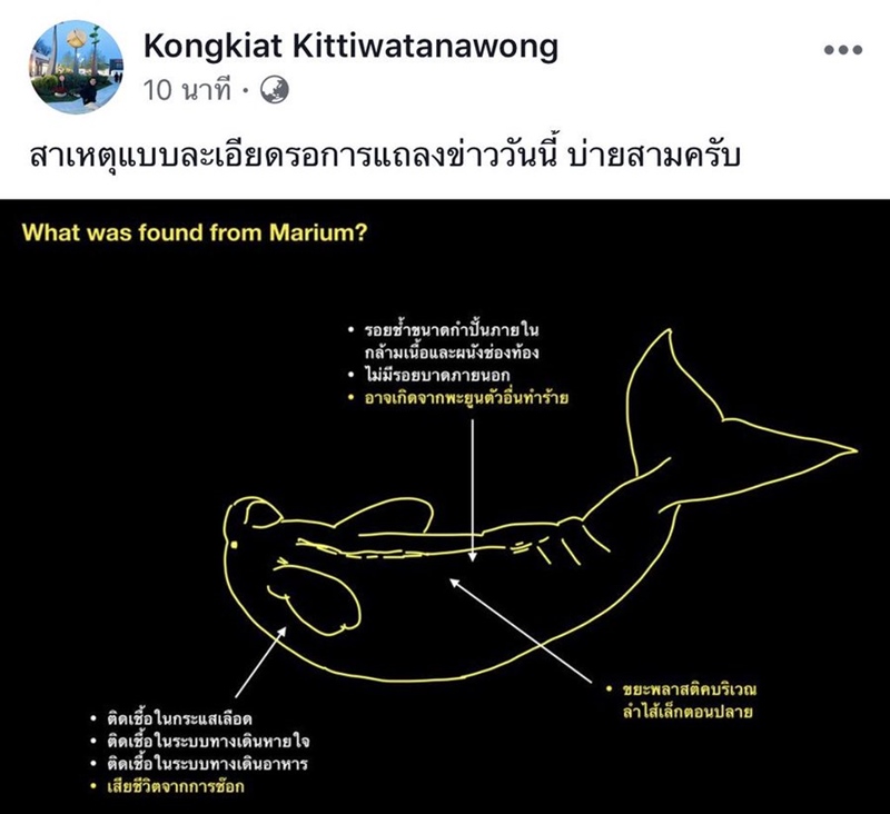 พะยูนมาเรียม