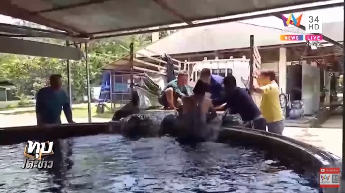 ปลาช่อนแอมะซอน