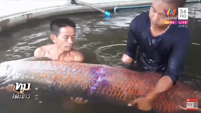 ปลาช่อนแอมะซอน