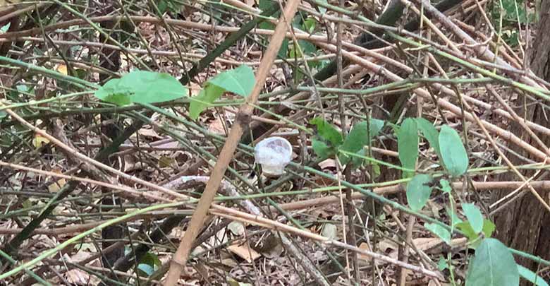 จุดทิ้งถุงยางเขาพระตำหนัก