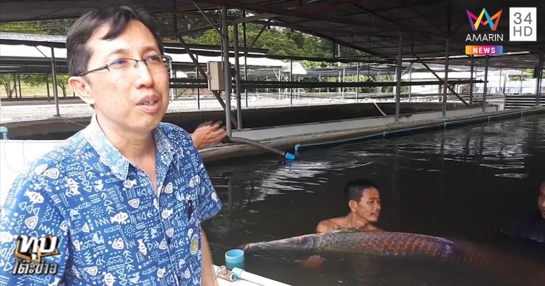 ปลาช่อนแอมะซอน