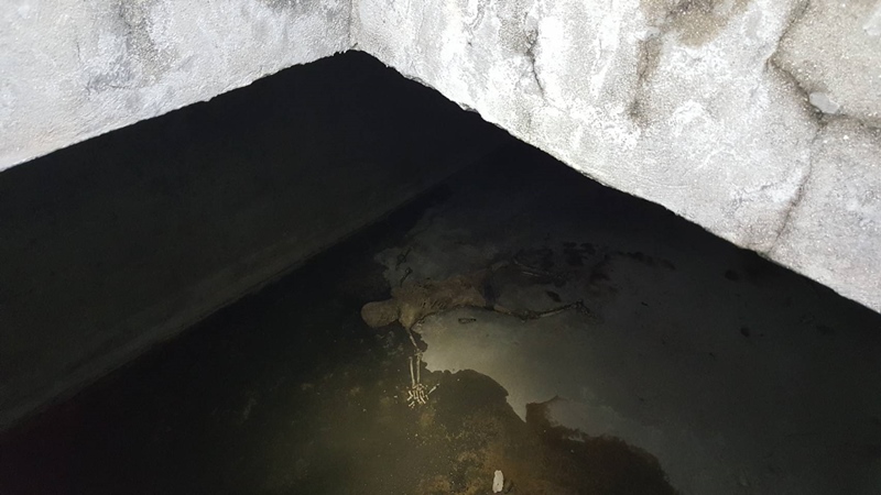 โครงกระดูกบนดาดฟ้า