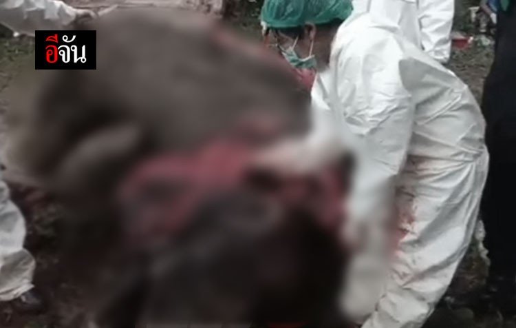 ช้างป่าเขาอ่างฤาไน ถูกยิงตาย