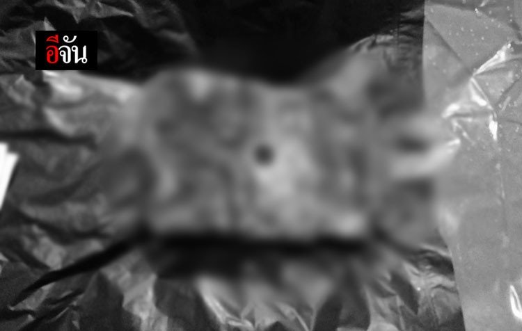 ช้างป่าเขาอ่างฤาไน ถูกยิงตาย