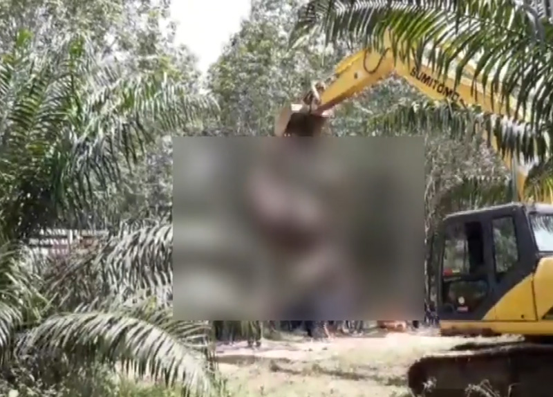 ช้างป่าเขาอ่างฤาไน ถูกยิงตาย