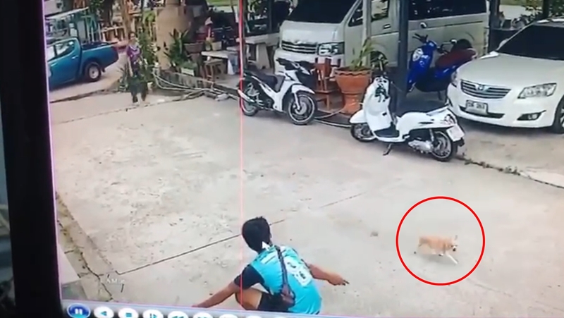 ผัวเมียในคลิปขโมยหมาชี้แจง